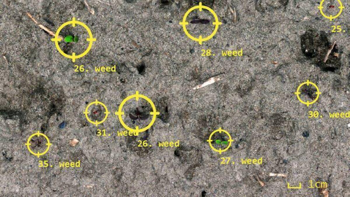 The process of weed identification by laser machine